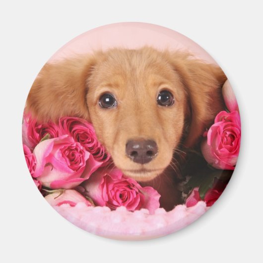 Dackel Welpe umgeben von Rose Magnet (Vorne)