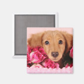 Dackel Welpe umgeben von Rose Magnet (Vorderseite/Rückseite)