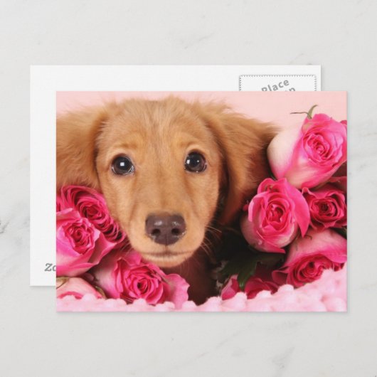 Dackel Welpe umgeben von Rose Postkarte (Vorne/Hinten)