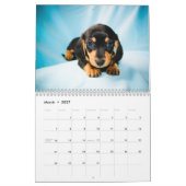 Dackel-Welpen 2014 Kalender (Mär 2027)