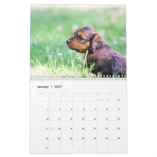 Dackel-Welpen 2014 Kalender (Jan 2027)