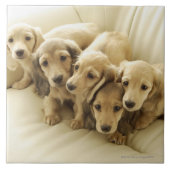 Dackel-Welpen Fliese (Vorderseite)
