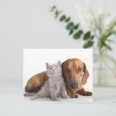 Dackel Welpen Hund & Kitten Leere Postkarte (Stehend Vorderseite)