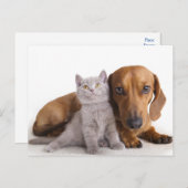Dackel Welpen Hund & Kitten Leere Postkarte (Vorne/Hinten)