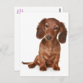 Dackel Welpen-Hund-Leere Postkarte (Vorne/Hinten)
