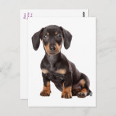 Dackel Welpen-Hund-Leere Postkarte (Vorne/Hinten)
