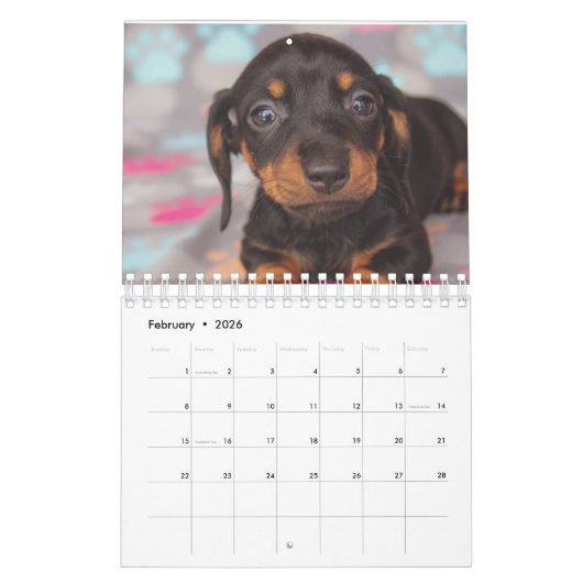 Dackel-Welpen Kalender (Feb 2026)