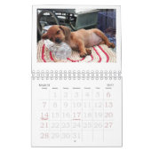 Dackel-Welpen-Kalender 2011 Kalender (Mär 2027)