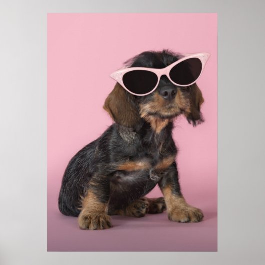 Dackel Welpenhalter-Sonnenbrille Poster (Vorne)