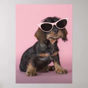 Dackel Welpenhalter-Sonnenbrille Poster