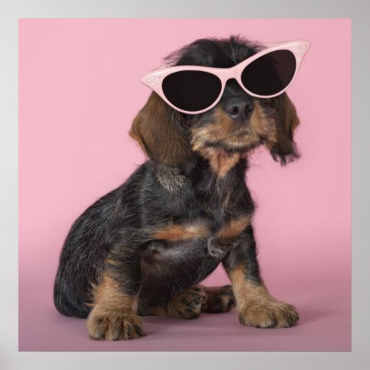 Dackel Welpenhalter-Sonnenbrille Poster (Vorne)