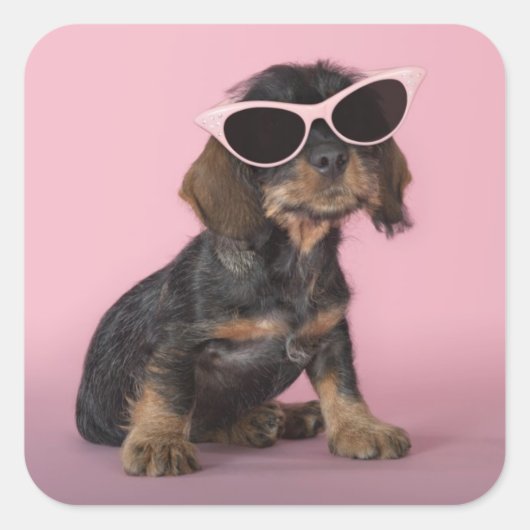 Dackel Welpenhalter-Sonnenbrille Quadratischer Aufkleber (Vorderseite)
