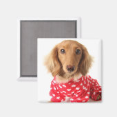 Dackel Welpenkleidung Valentinin Magnet (Vorderseite/Rückseite)