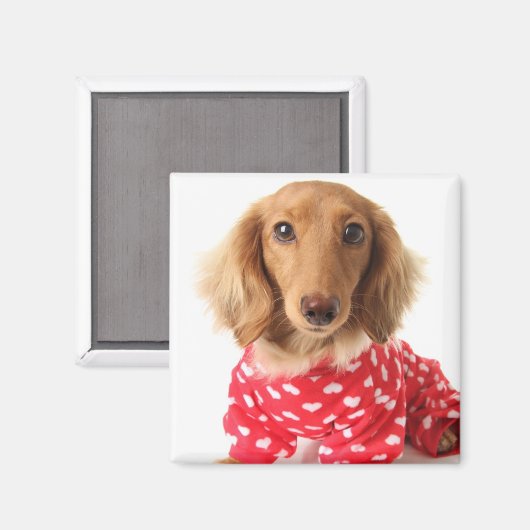 Dackel Welpenkleidung Valentinin Magnet (Vorderseite/Rückseite)