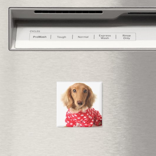 Dackel Welpenkleidung Valentinin Magnet (In Situ (Geschirrspüler))