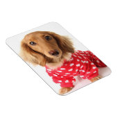 Dackel Welpenkleidung Valentinin Magnet (Rechte Seite)