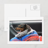 Dackel wenig gähnen. postkarte (Vorne/Hinten)