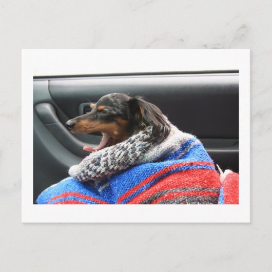 Dackel wenig gähnen. postkarte (Vorderseite)