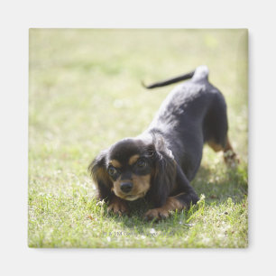 Dackelhund (Schwarzes) 2 Magnet