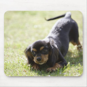 Dackelhund (Schwarzes) 2 Mousepad