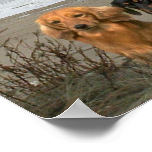 Dackeln Closeup Beach Poster (Ecke)