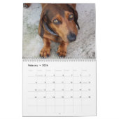 Dackeln Kalender (Feb 2026)