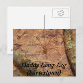 Daddy Long Leg (Harvestmen) Spider Postkarte (Vorne/Hinten)
