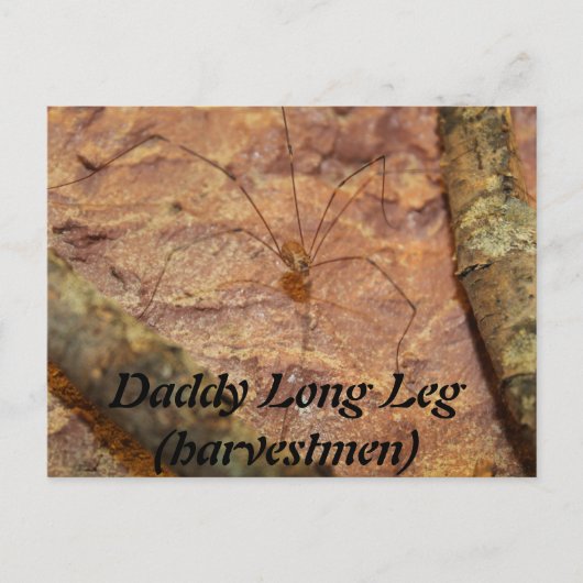 Daddy Long Leg (Harvestmen) Spider Postkarte (Vorderseite)