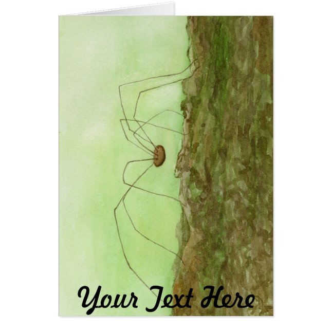 Daddy Long Legs (Vorne)