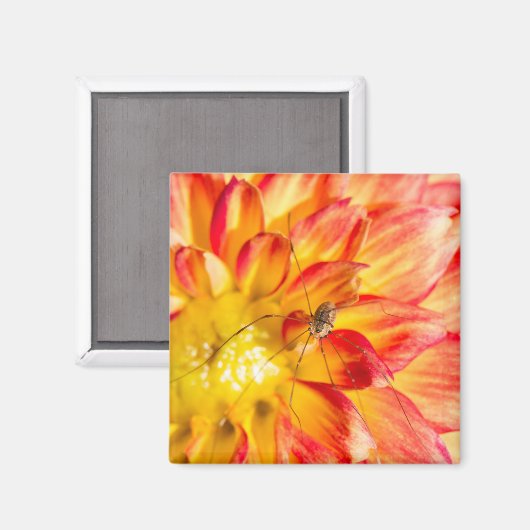 Daddy Long Legs on Yellow Red Dahlia Magnet (Vorderseite/Rückseite)