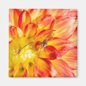 Daddy Long Legs on Yellow Red Dahlia Magnet (Vorne)