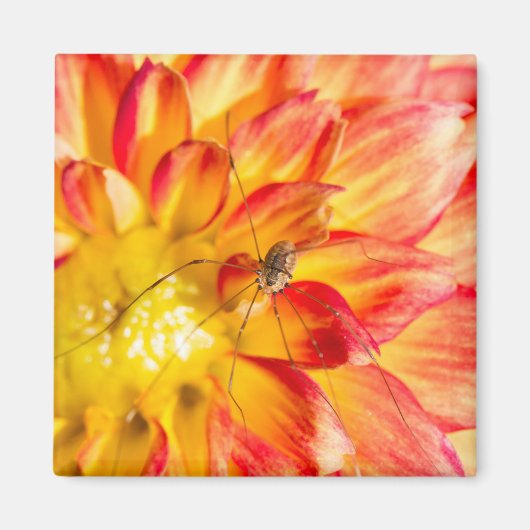 Daddy Long Legs on Yellow Red Dahlia Magnet (Vorne)