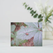 Daddy Long Legs Postkarte (Stehend Vorderseite)
