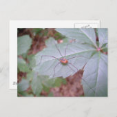 Daddy Long Legs Postkarte (Vorne/Hinten)