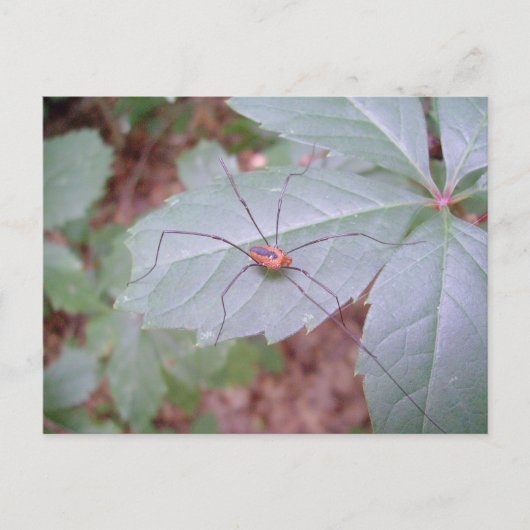 Daddy Long Legs Postkarte (Vorderseite)