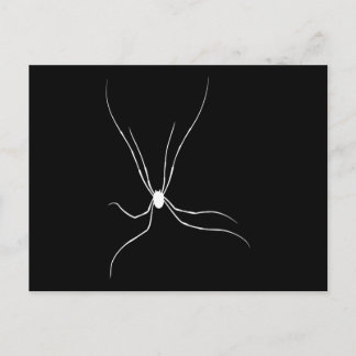 Daddy Longlegs Spider Postkarte