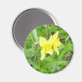 Daffidils! Magnet (Vorderseite/Rückseite)