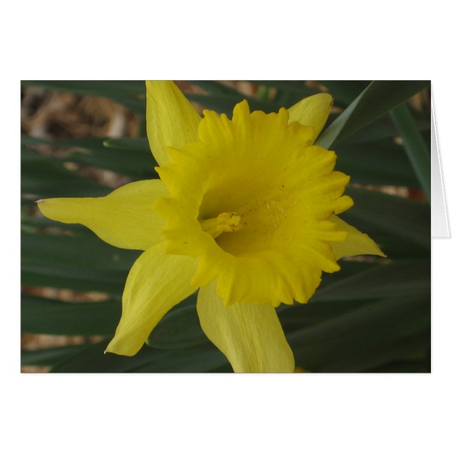 Daffodiakarte (Vorderseite (Horizontal))
