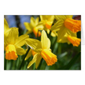 Daffodiakarte (Vorderseite (Horizontal))