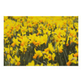 Daffodialfeld Fotodruck (Vorne)