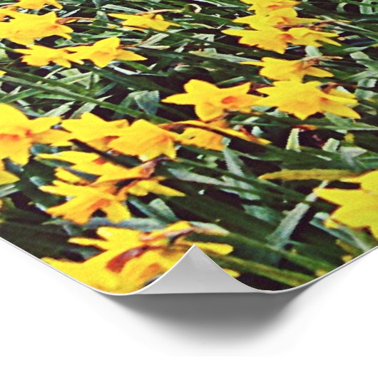 Daffodialfelder im Frühjahr Poster (Ecke)