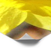 Daffodic Classic Poster Print (Ecke)