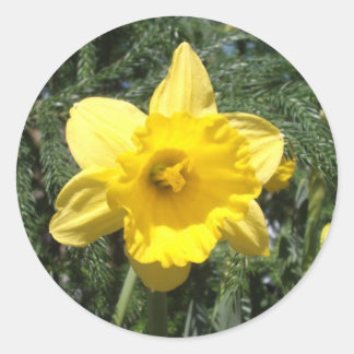 Daffodic Yellow Sticker