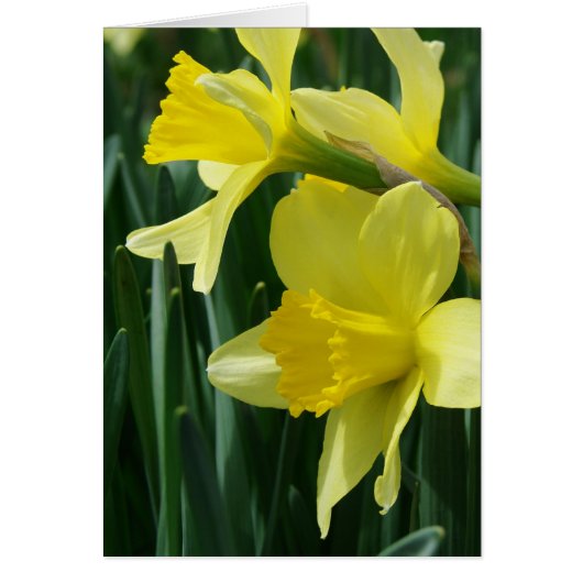 Daffodien (Vorne)