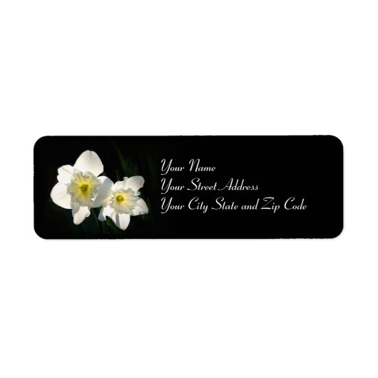 Daffodien (Vorne)