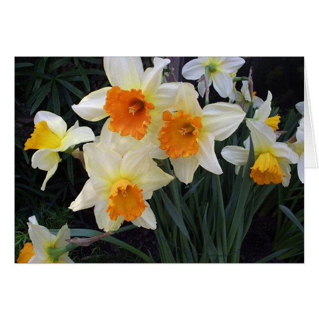 Daffodien (Vorderseite (Horizontal))