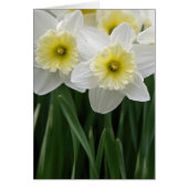 Daffodien (Vorne)