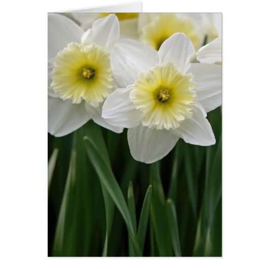 Daffodien (Vorne)