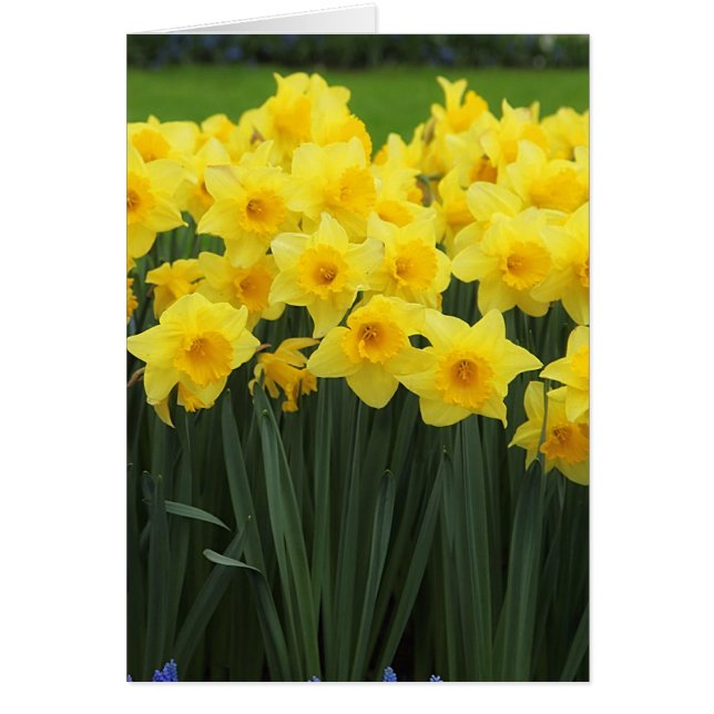 Daffodien (Vorne)