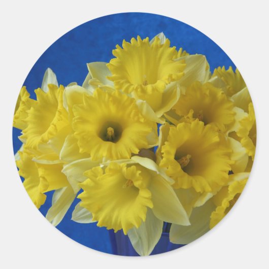 Daffodien Aufkleber klein (Vorderseite)